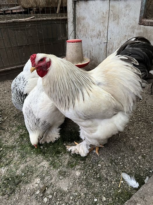 Vand familie pasari rasa Brahma HD