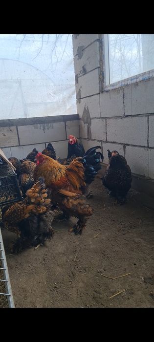 Oua brahma gold lanced