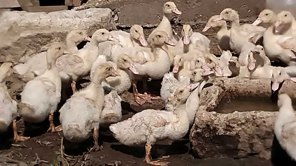 Продавам бройлерни юрдечета