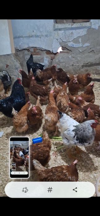 disponibile gaini outoare