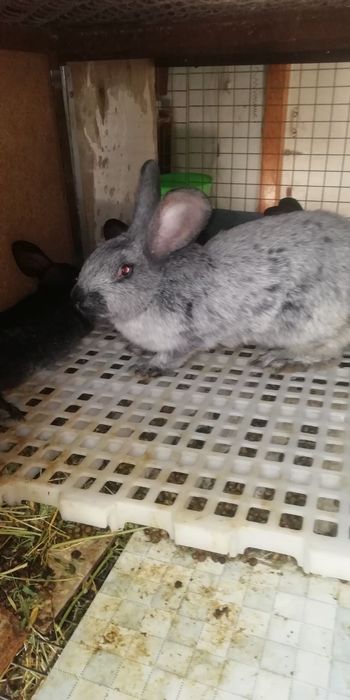 Кролики Бургундской породы и Полтавское серебро