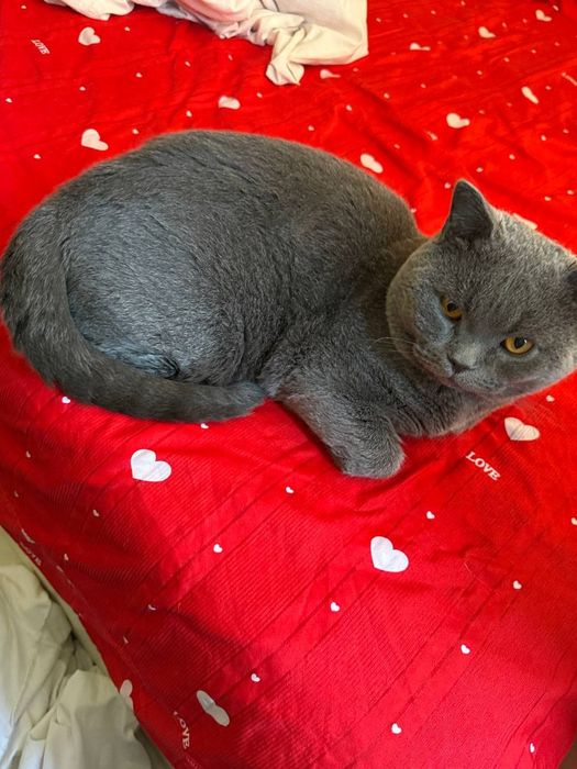 Scottish fold ona bola