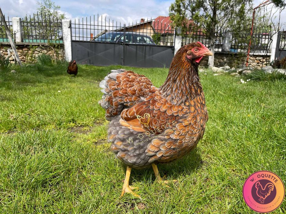 Oua Wyandotte Wiandotte rosu albastru auriu argintiu GSG si Australorp