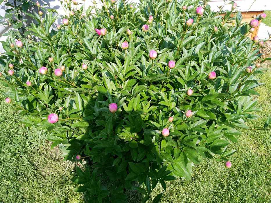 Vand petale BUJORI bio, nestropiti