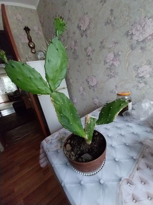 Продам комнатный цветок