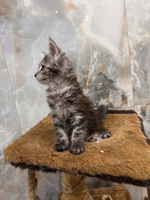 Котята мейн кун полидакты