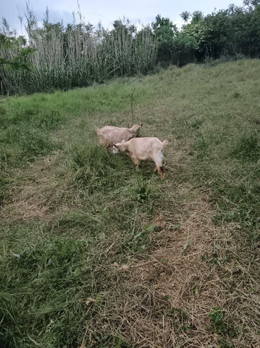 Vând tap 6 luni și jumătate