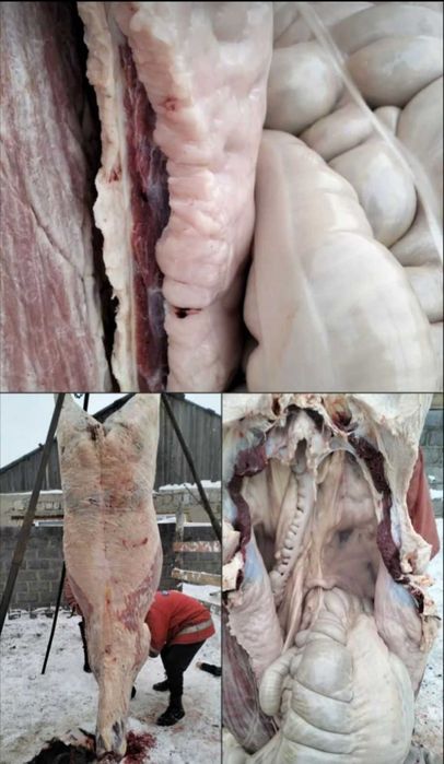 Мясо конины молодняк