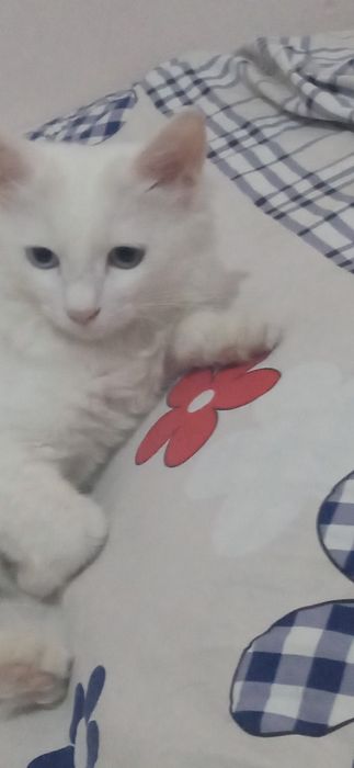 Mushuk sotiladi 6  oylik,oʻgil,1mln soʻm