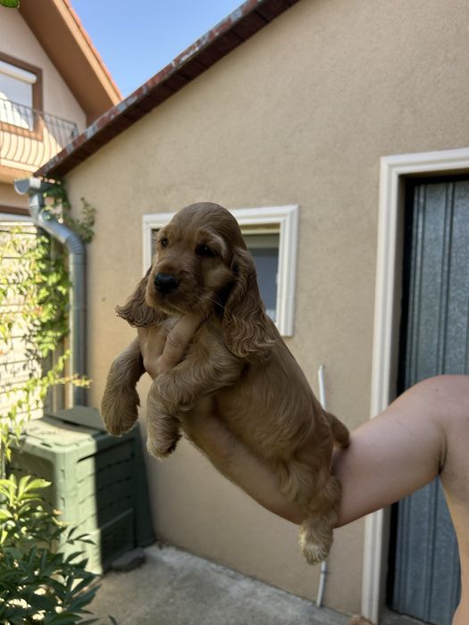 Vand pui cocker spaniel