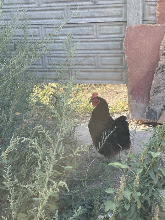 Тауықтар сатылады