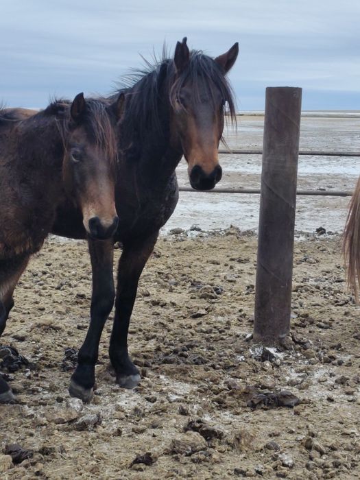 Айғыр сатамын дөнен