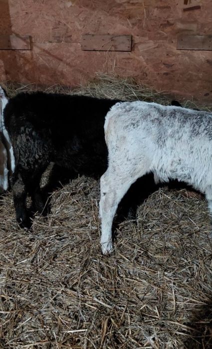 Vand 4 Vitei intarcati pentru crescut ! Exemplare frumoase,