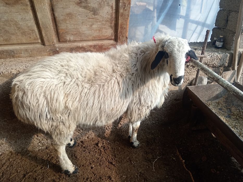 Qochqor qoy koy kochkor кочкор койлар