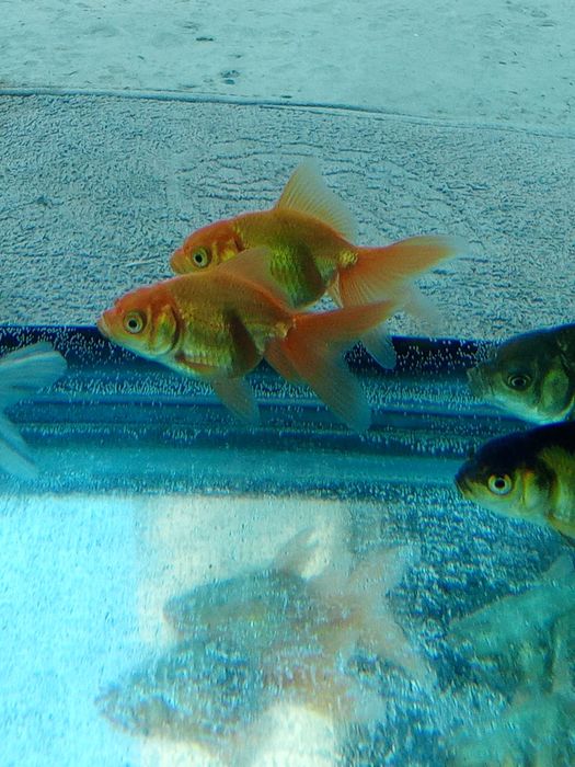 Aranda baliqlari akvarium uchun