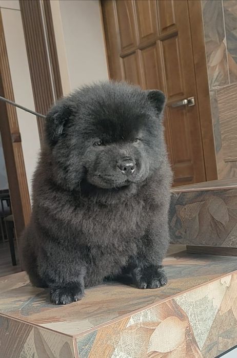 Милый мишка Чау-чау