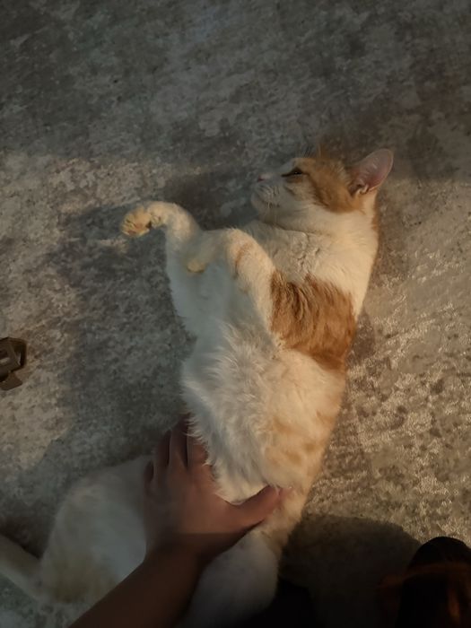 отдаем кота в хорошие руки