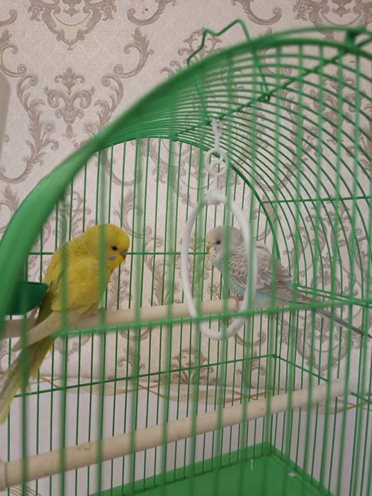 Попугай с клеткой