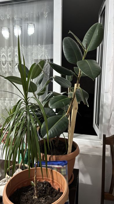 Комнатные цветы