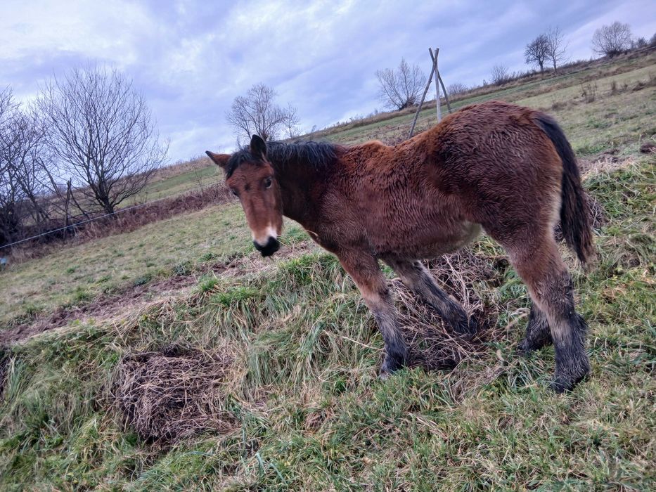 Vând mînză blânda  de 9 luni