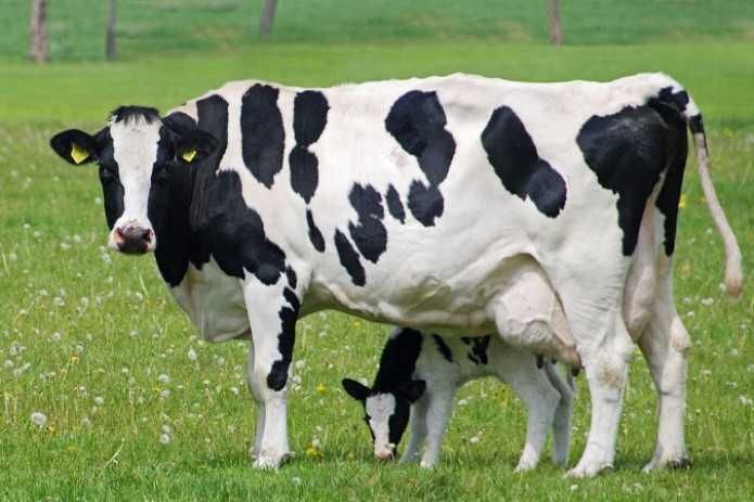 Naslli chorva mollari