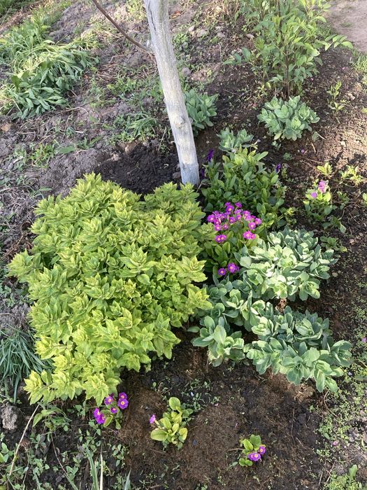 Продам рассаду цветов с сада