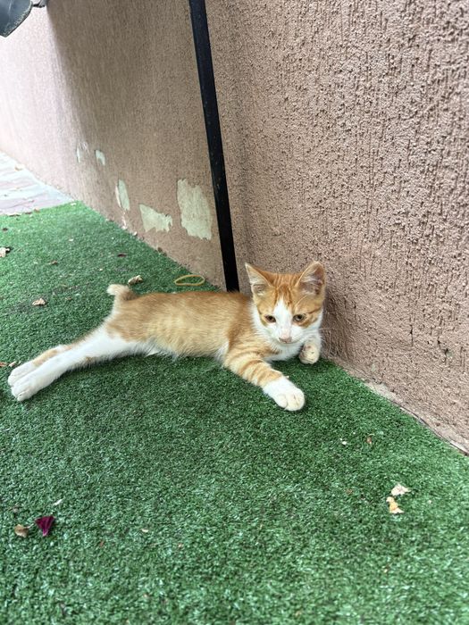 Ofer spre adoptie 4 pisoi