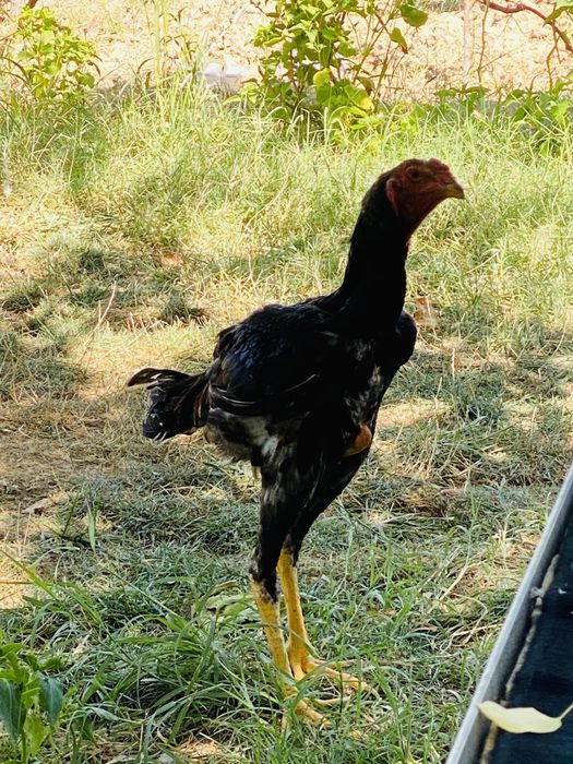 Dakan joja sotiladi