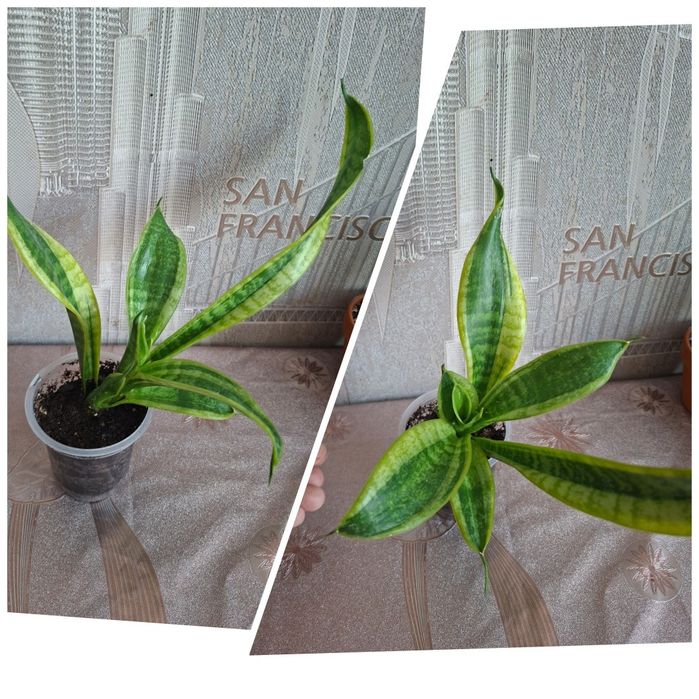 Продам комнатные цветы