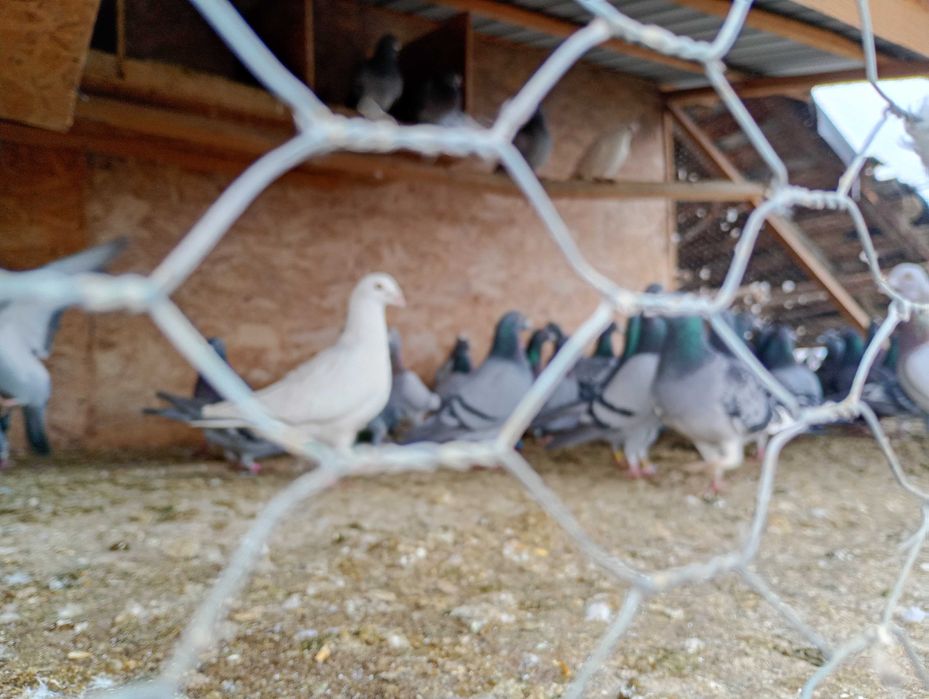 De vânzare  porumbeii voiajori