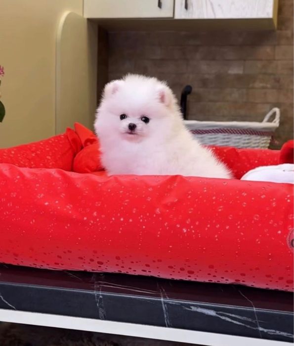 Pomeranian dog , spitz
