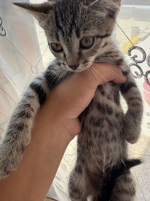 Отдаю котят бесплатно