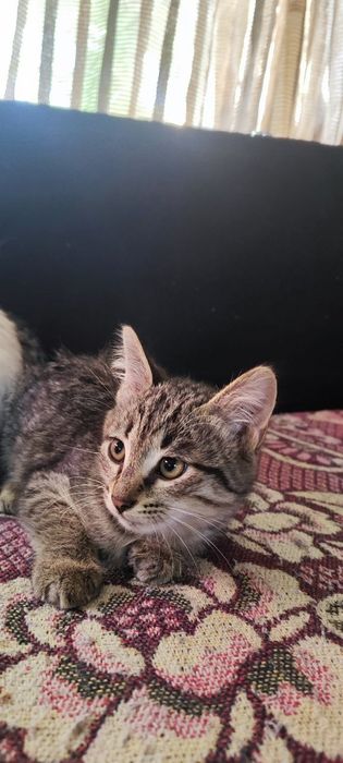 Котята в любящую семью