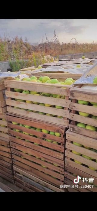 Яблоневый сад, кх