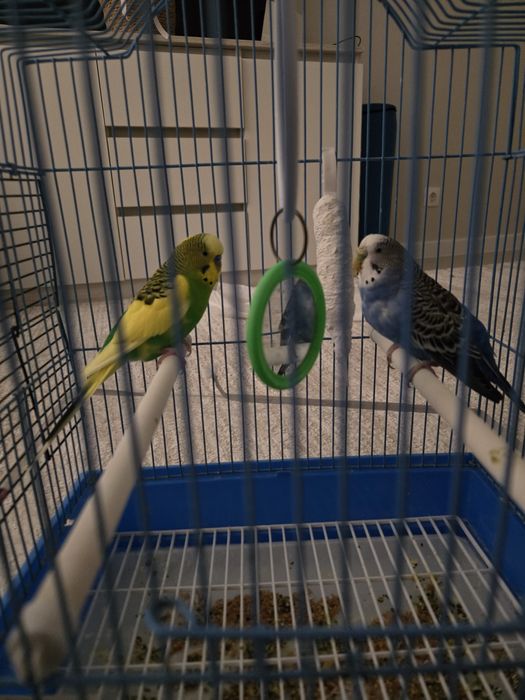 Продаётся 2 волнистых попугая.