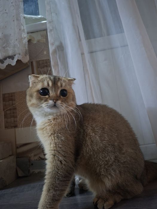 скотиш фолд прадаётся