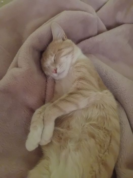 Отдам кота в хорошие руки!!!