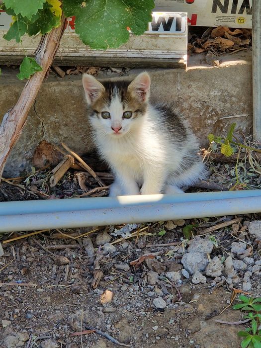 Котята бесплатно