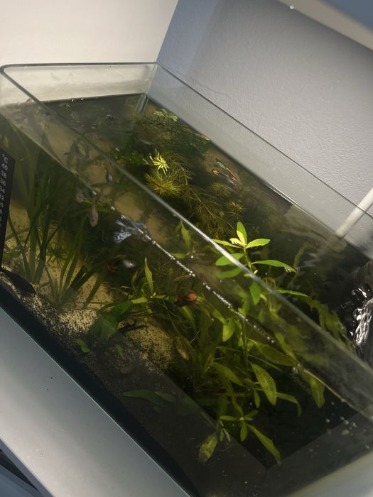 Acvariu cu pesti 25 L