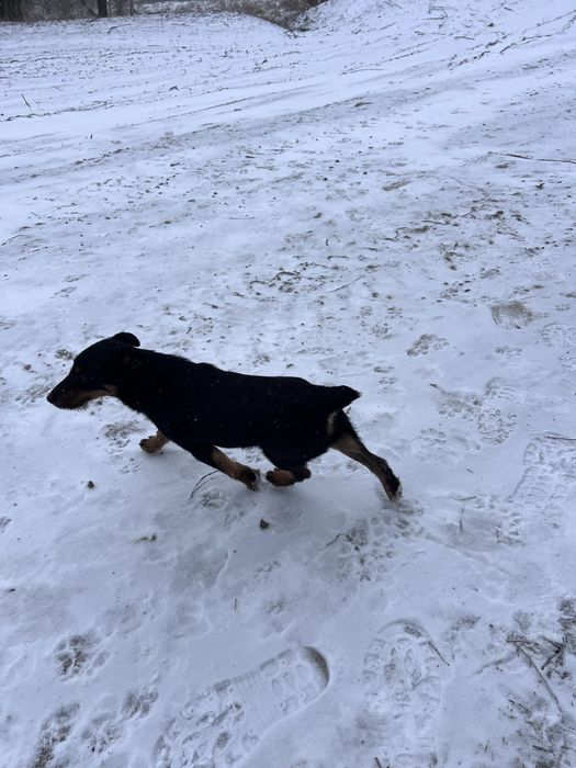 Продам ягдтерьера 5 месяцев