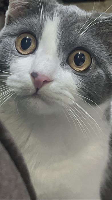 Продается шотладнский кот