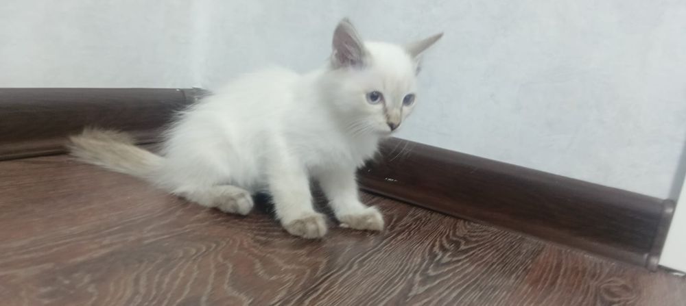 Отдам котенка к латку приучен