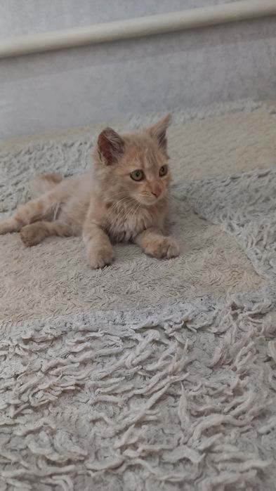 Отдам котёнка, мальчик.