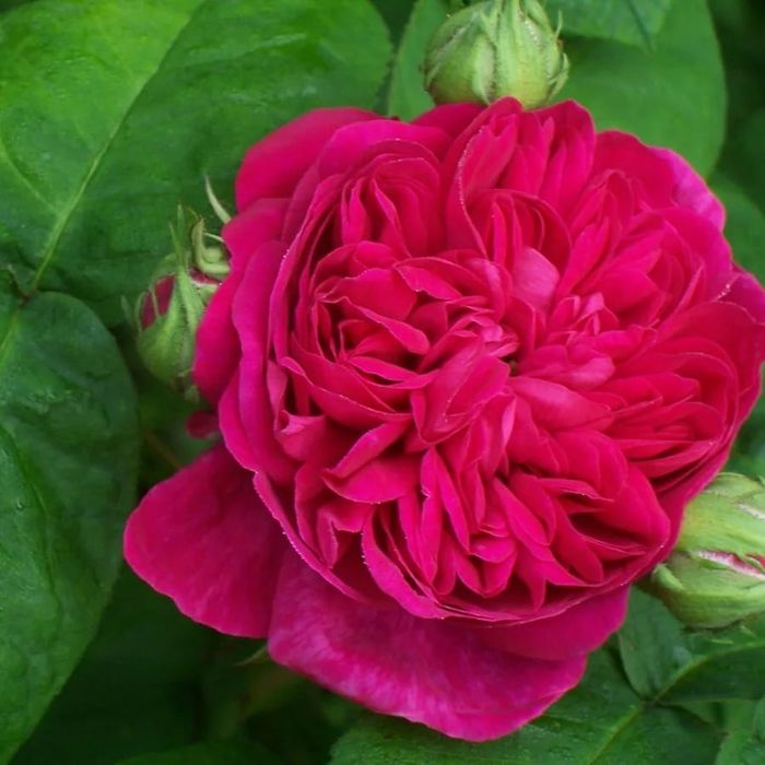 Castan.Nuc.Alun.Paulownia.Trandafir dulceata.Corn.Soc.Prun.Afin.Coacaz