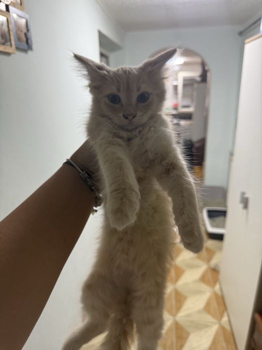 Pisici de adoptie, bucuresti