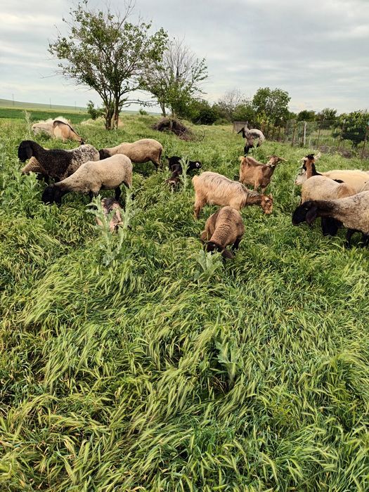 Vând 9 oi și un berbec