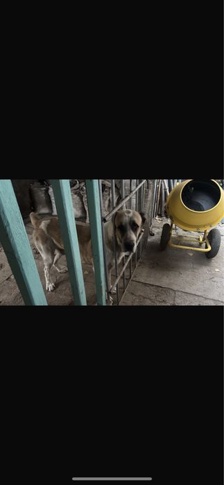 Ищем девочку для вязки