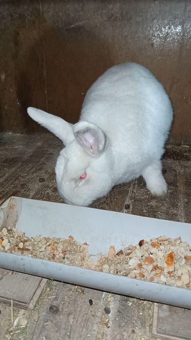 NZB Quyon va bolari sotiladi