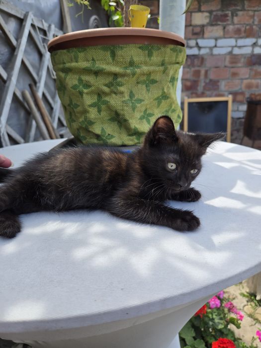 Отдам в добрые ручки котят