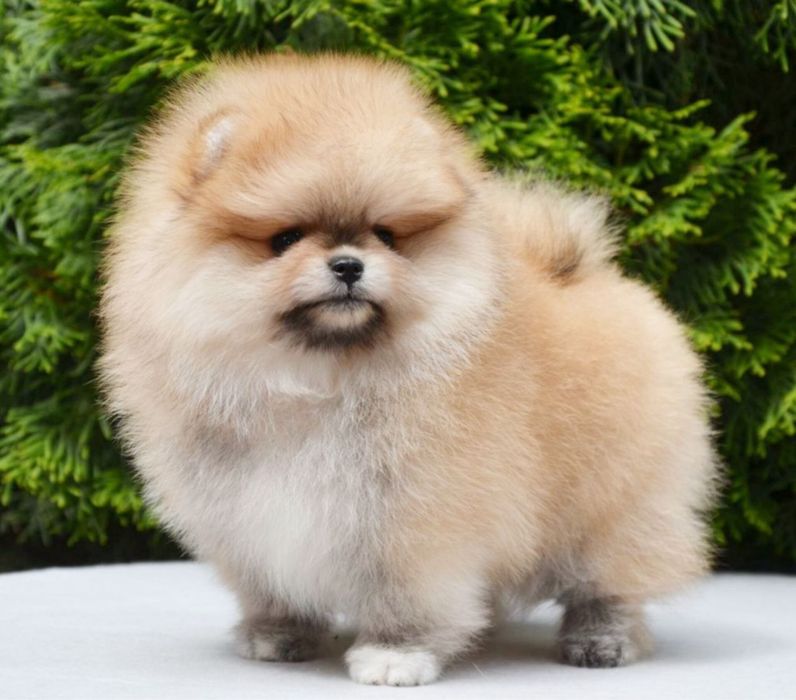Baietel pomeranian mini/toy!
